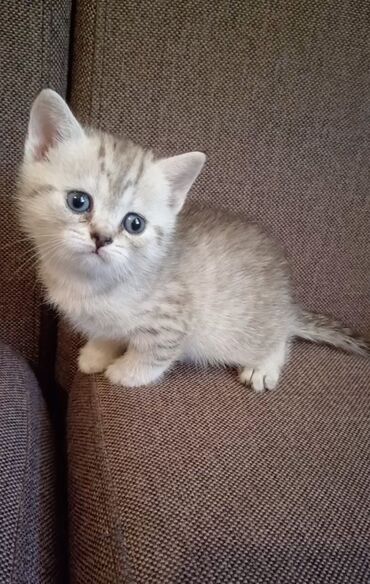 шотландские котята в добрые руки: Britan, Dişi, Yaxşı əllərə, Ödənişli çatdırılma
