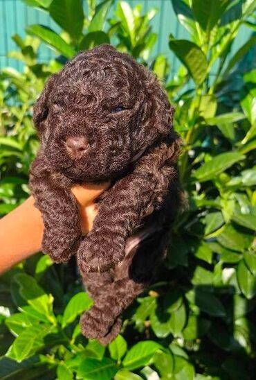Psi: Lagotto Romagnolo štenci Odgajivačnica "Bellgotto" 7522 sa — 2