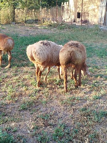 курица кг: Продаю | Баран (самец) — 7