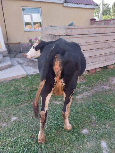 аксессуары для животных: Продаю корова тёлками рост 135