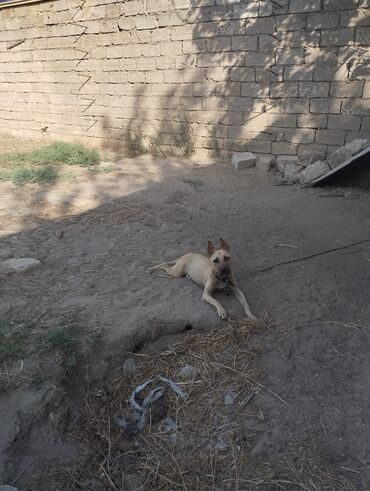 lelekli heyvanlar: Pitbul, 9 ay, Dişi, Ünvandan götürmə