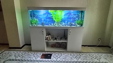 продажа аквариумных рыбок: Akvarium altlığıyla satılır. Uzunluğu 1m80 sm. Hündürlüyü 0.60sm.eni — 5