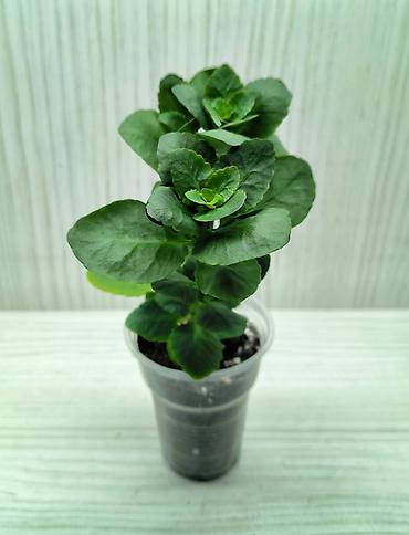 каланхоя: КОМНАТНЫЕ ЦВЕТЫ ПРОДАЮ 🌱 Каланхоэ - 100 🌱 Сингониум Пикси - 250 🌱 — 4
