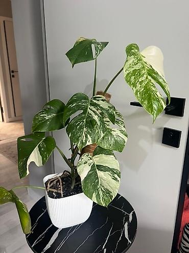 Монстеры: Монстера вариегатная (Monstera deliciosa variegata) — комнатное — 2