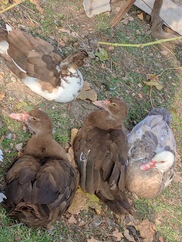 Ördəklər: Dişi, | Lal ördək, Macar, Damazlıq, Ünvandan götürmə, Ödənişli çatdırılma — 6