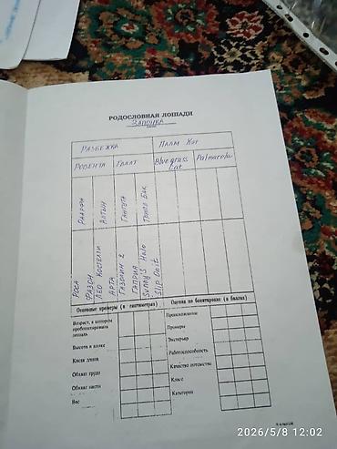 мини собака: Продаю | Кобыла (самка) | Английская | Для разведения | Племенные — 10