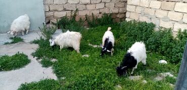 inək satılır: Erkək, il: 3, Ətlik, Ünvandan götürmə