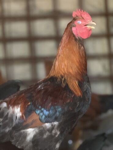 жер уй бишкек сатылат: Курицы петухи несушки 🥚 Разный возраст начиная от 3 месяцев до 5