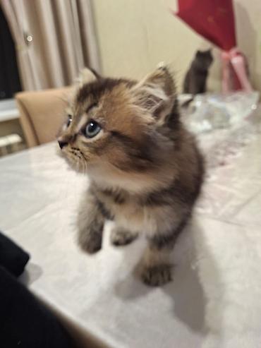 Pişiklər: Sfinks — 7