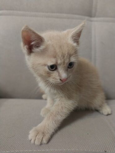 бенгальские кошки бишкек: Отдам даром в хорошие руки милых котят Ухоженные,чистые.Пишите на