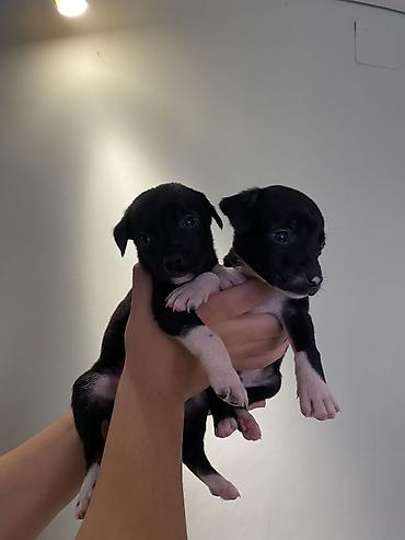 Продажа собак: Мощные черные щенки: Сила Питбуля + Интеллект Овчарки метиса — 6