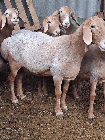 Продам с/х животных: Продаю | Овца (самка) | Для разведения | Матка — 4