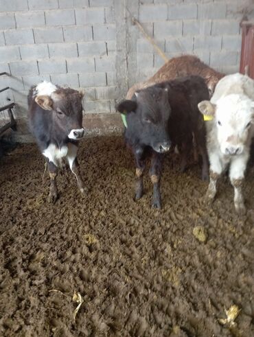 продажа щенков немецкой овчарки в бишкеке с документами: Продаю | Бык (самец) | Полукровка | На откорм