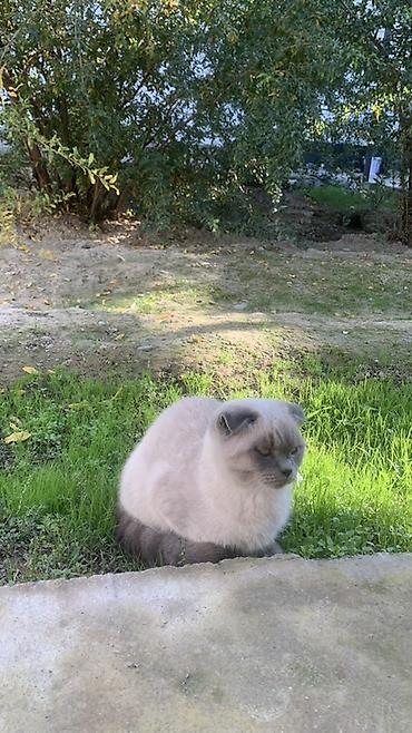 сабака и девочка секс: Шотландская вислоухая кошка (Scottish Fold), окрас блю-пойнт. - — 3