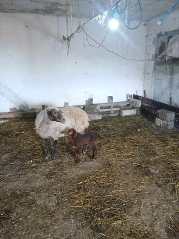 Qoyunlar, qoçlar: Ana bala 380man 3cu qarlndl dogur. bașqa bogaz heyvanlarlmda — 7