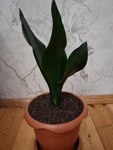 Otaq bitkiləri: Sansevieria gülü - Növ: Sansevieria trifasciata (Qaynanadili) - — 4