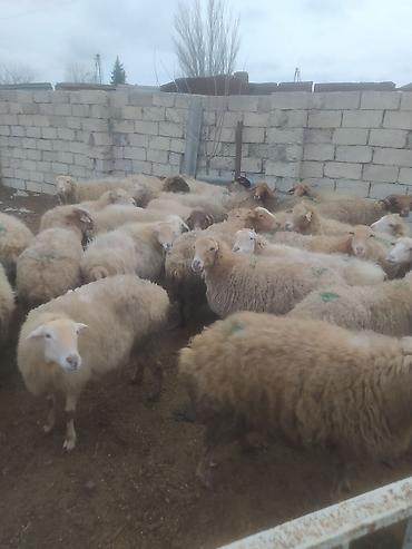 Digər kənd təsərrüfatı heyvanları: Digər kənd təsərrüfatı heyvanları — 1