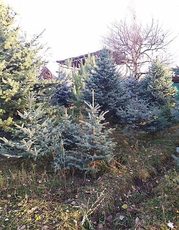 Декоративные деревья: Продаются ели голубые, зелёные, вечнозелёные самшиты, туи, сосны — 9