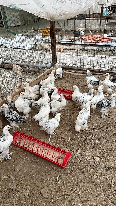 куры брама фото цена: Продаю | Куры | Брама | Для разведения — 1