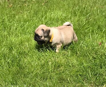 Άλλα: Healthy Pug puppies ready to join new families and friends. They will