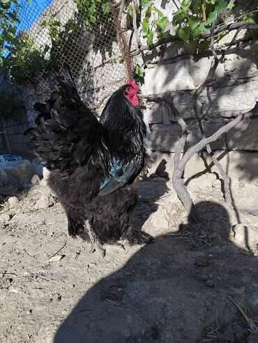 satılan atlar: Təmiz qan Brama toyuqları balalarıda var yumurtalarıda satılır hər