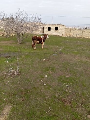 Dana, buzov: 11 aylıq əkəy dana 150 kilo əti var damazlıq yarayır ətdiyə də — 5