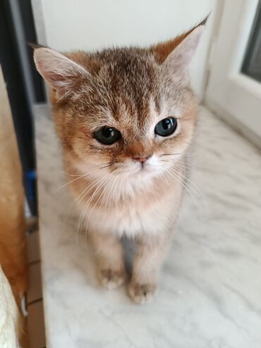 шотландский вислоухий котенок купить: Шотландская, Самец, В добрые руки, Самовывоз