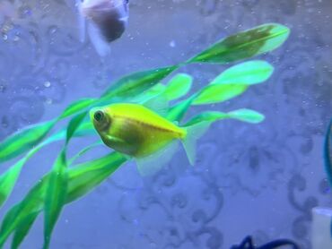 Balıqlar: Glofish, Sülhsevər — 7