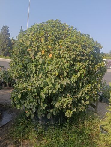 Ağaclar: Bağban işi bacariram