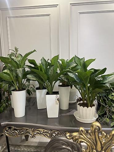 Аглаонемы: Аглаонема (Aglaonema) с вариегатной листвой — крупные — 44