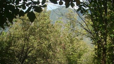 Torpaq sahələrinin satışı: 74 sot, Kupça (Çıxarış) -da lalafo.az — 11 Torpaq sahələrinin satışı: 74 sot, Kupça (Çıxarış) — 11