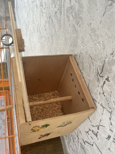 Tutuquşları: Hazır cüt tutu quşular qefedi yuvası ile bir yerde 35 manata — 8