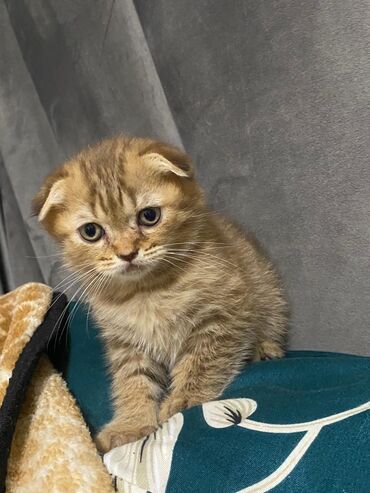 Pişiklər: 200 manatdan başdıyan qiymətlər 1000 manata kimi. Qiymət pişiyin — 22