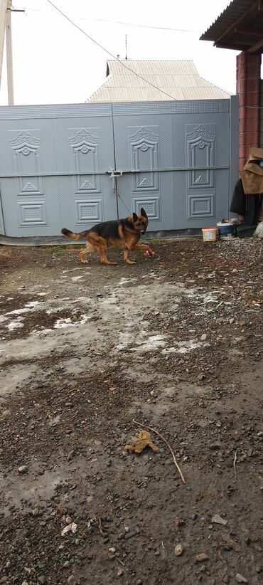 Продажа собак: Продаю восточной европейские овчарки самка и кобель по 3,5 года щенок — 4
