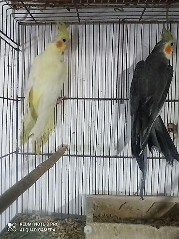 qarga balasi satilir: Hazır cut karellalar hamısından bala alınıb cavan bir iliy quşlardi 4 — 3