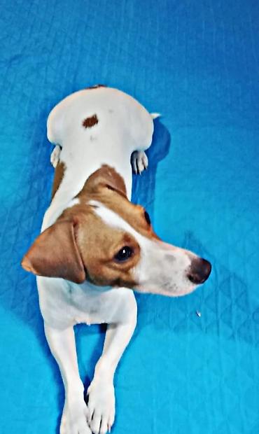 İtlər: Jack Russell teryer erkey cute disi ahtarilir 
cons ferqi yoxdur — 1