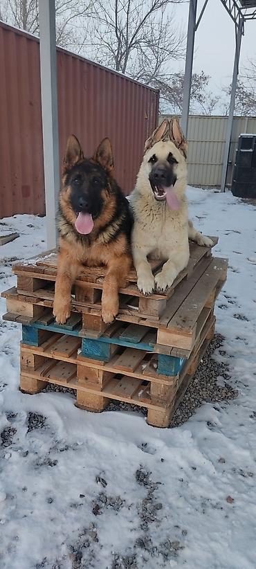 Продажа собак: Дрессировка собак. если у Вас с с вашим питомцем проблемы, значит не at lalafo.kg — 3 Продажа собак: Дрессировка собак. если у Вас с с вашим питомцем проблемы, значит не — 3
