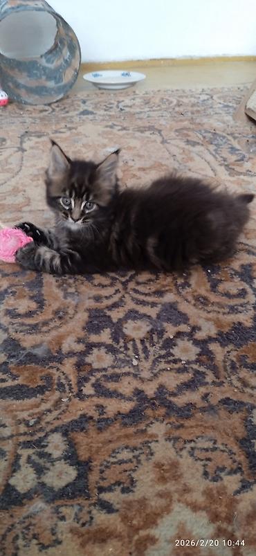 Продажа кошек: Мейн-Кун!!! Тигрёнок 🥰. Продается Шикарный, чистокровный котик от — 10