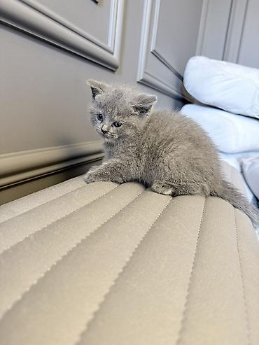 Pişiklər: Britan — 3