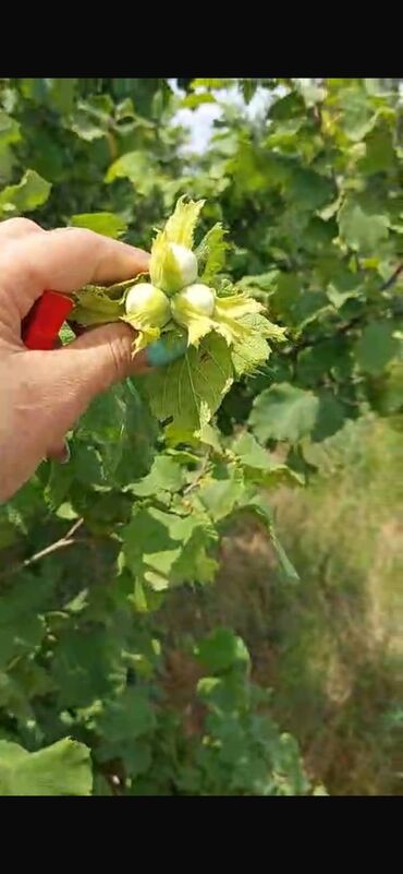Torpaq sahələrinin satışı: 150 sot, Biznes üçün, Barter mümkündür, Kupça (Çıxarış) — 8