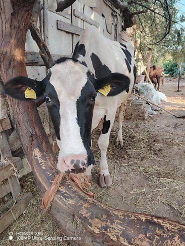 simmental inək cinsi: Salam heyvan 7 ay əvvəl 2 ci qarın balanı doğum. Təzə doğanda 37 litr — 2