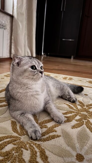 Pişiklər: Şotland yastı qulaq, Dişi, Yaxşı əllərə, Ödənişli çatdırılma — 27