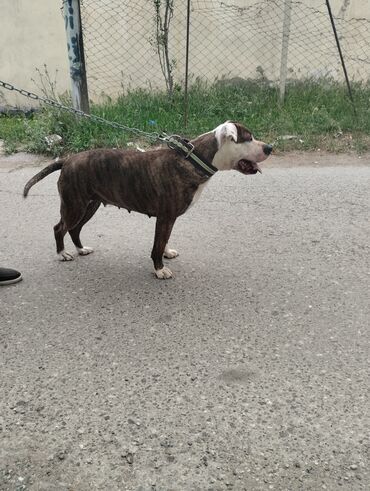 itlerin satisi: Pitbul, 1 il, Dişi, Peyvəndli, Ünvandan götürmə
