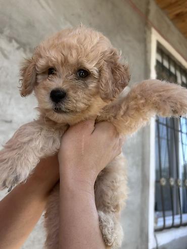 pudel satışı: Pudel, 1 ay, Erkək, Peyvəndli — 1
