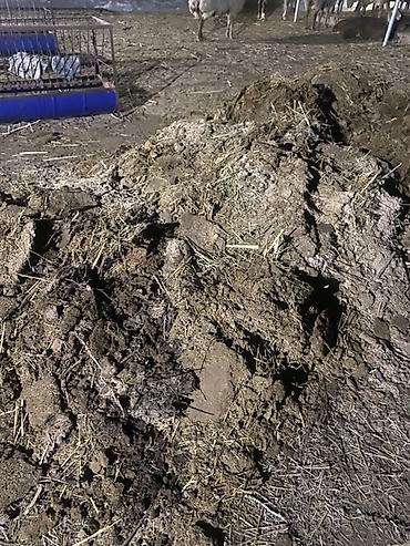 кости куриные: Отдам даром навоз бараний Помогу с загрузкой самовывоз Есть примерно — 1