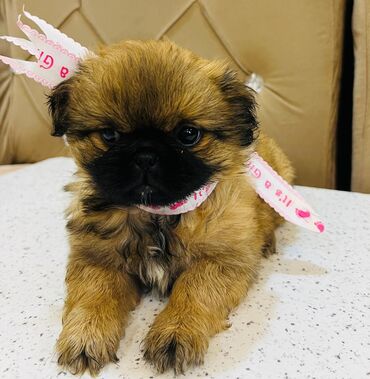 ov itleri: Pekines, 1 ay, Dişi, Sənədli, Ünvandan götürmə