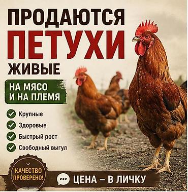 хмонг собака цена россия: Продаю | Петух | Кучинская | На забой — 1