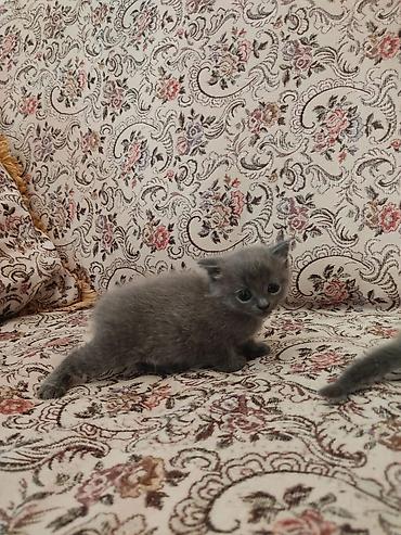 Pişiklər: Britaniya cins pişiyi - Zərif, tükü qısa və ipək kimi boz rəngdə - — 3