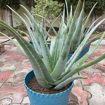 bitki toxumlarinin satisi: Aloe vera Barbadensis növü 4 illik dibçəklər endirimli qiymətlə həm — 1
