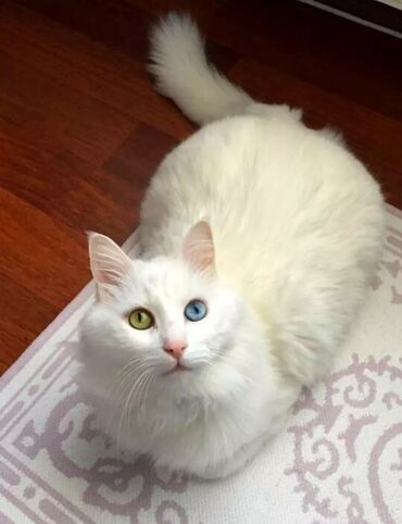 одежда для животных: Белоснежный кот на ВЯЗКУ для ваших белых принцесс. Порода Турецкая